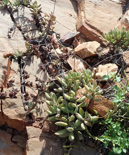 Crassula rogersii