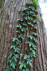 Tetrastigma obtectum glabrum