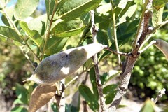 Millettia