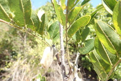 Millettia