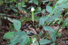 Arisaema penicillatum