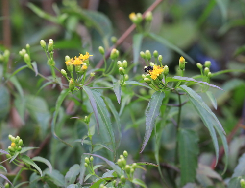 Foto de Arnica