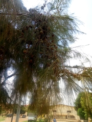 Casuarina equisetifolia