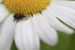 Odontocorynus