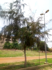 Casuarina equisetifolia