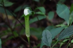 Arisaema penicillatum
