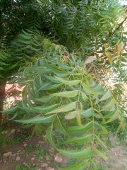 Azadirachta indica image