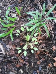 Lygodium articulatum