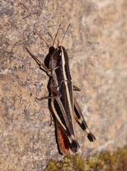 Macrotona securiformis