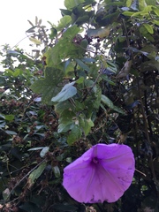 Ipomoea ficifolia