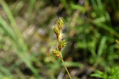 Carex bicknellii