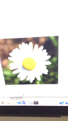 Asteraceae