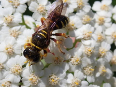 Ectemnius decemmaculatus