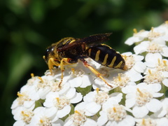 Ectemnius decemmaculatus