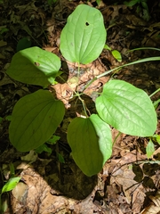 Smilax ecirrhata