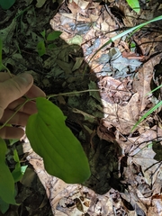 Smilax ecirrhata
