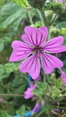 Malva sylvestris