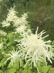 Aruncus