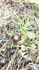 Magnoliopsida
