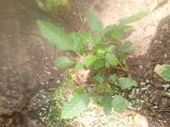 Paullinia pinnata