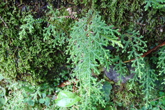 Selaginella labordei