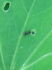 Lasius
