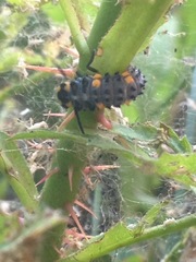 Coccinella septempunctata