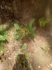 Paullinia pinnata