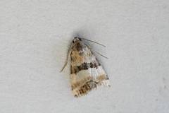 Pseudozarba bipartita