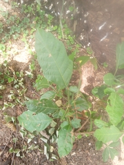 Paullinia pinnata