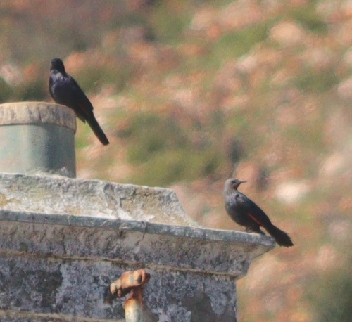 Red-winged Starling (Onychognathus morio), photo 7