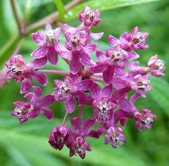 Asclepias incarnata