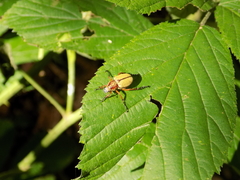 Macrodactylus angustatus