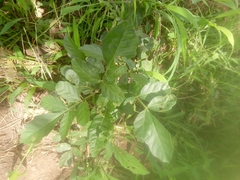 Paullinia pinnata