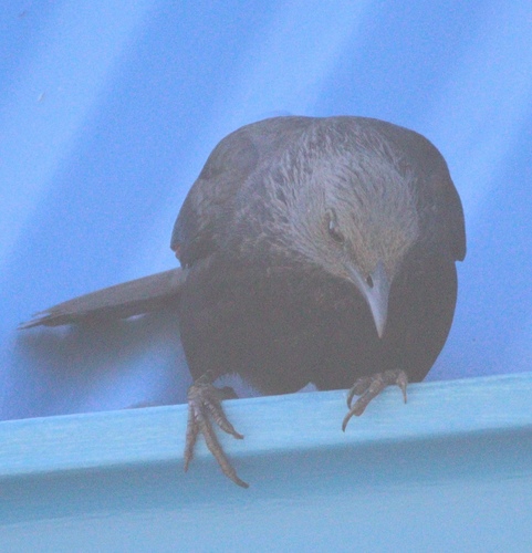 Red-winged Starling (Onychognathus morio), photo 8
