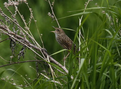 Locustella lanceolata
