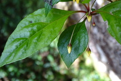 Lysimachia ardisioides