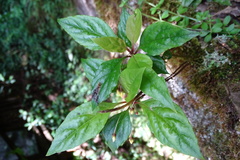 Lysimachia ardisioides