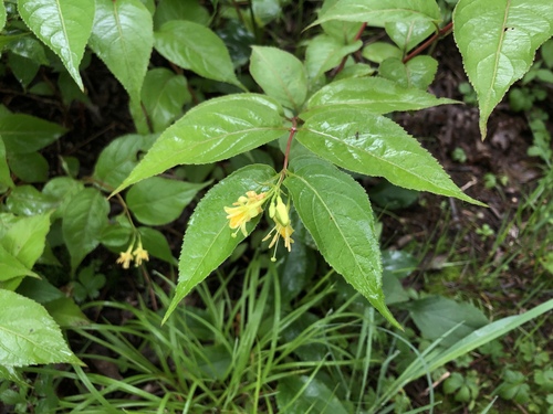 Diervilla lonicera