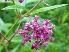 Asclepias incarnata