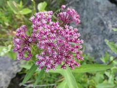 Asclepias incarnata