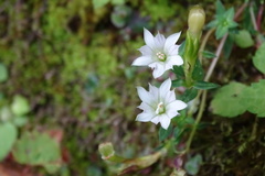 Gentiana flavomaculata