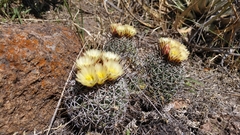 Coryphantha clavata clavata