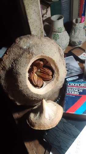 Lecythis zabucajo Aubl. 4