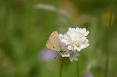 Lycaena hippothoe italica