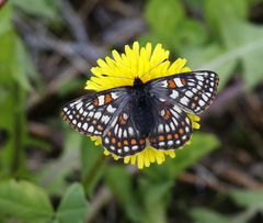 Euphydryas iduna