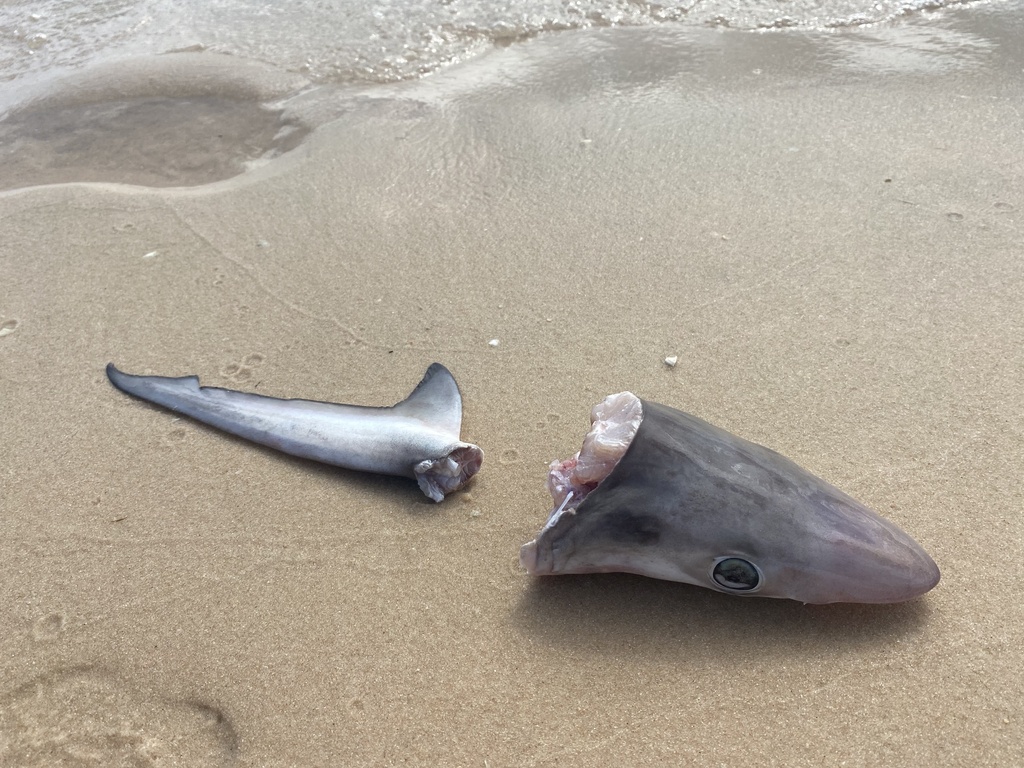Jordans blue dogshark (Loxodon macrorhinus) — Carcharhinidae