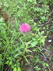 Cirsium horridulum vittatum