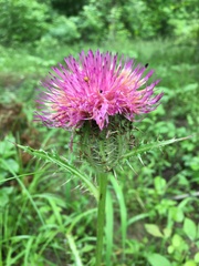 Cirsium horridulum vittatum