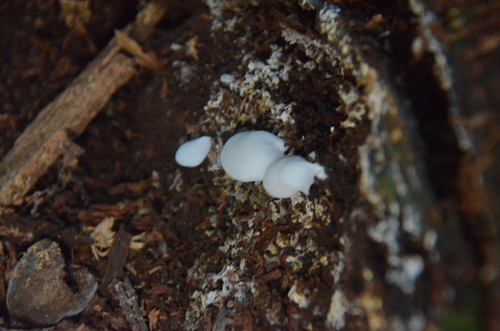 Crepidotus